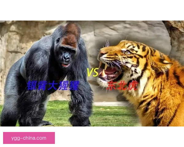 丛林王者与力量巨兽的终极对决虎与熊谁主沉浮巅峰之战纪实